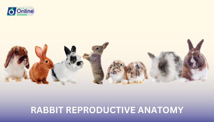 Lesson 15: Rabbit Reproductive Anatomy